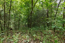 property photo for Springlake Plat 5 Tract 298, 0.19 acres for sale in Miller County, Missouri